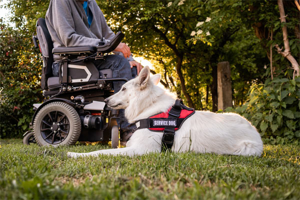 Service dog