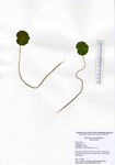 Mount of Hydrocotyle umbellata from Little Pond