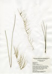 Eleocharis species, Fence Rock Lake in Guilford, August 3, 2017