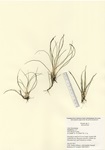 Isoetes species, Lake Quassapaug in Middlebury, July 20, 2011
