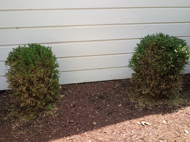 Boxwood blight with sudden defoliation