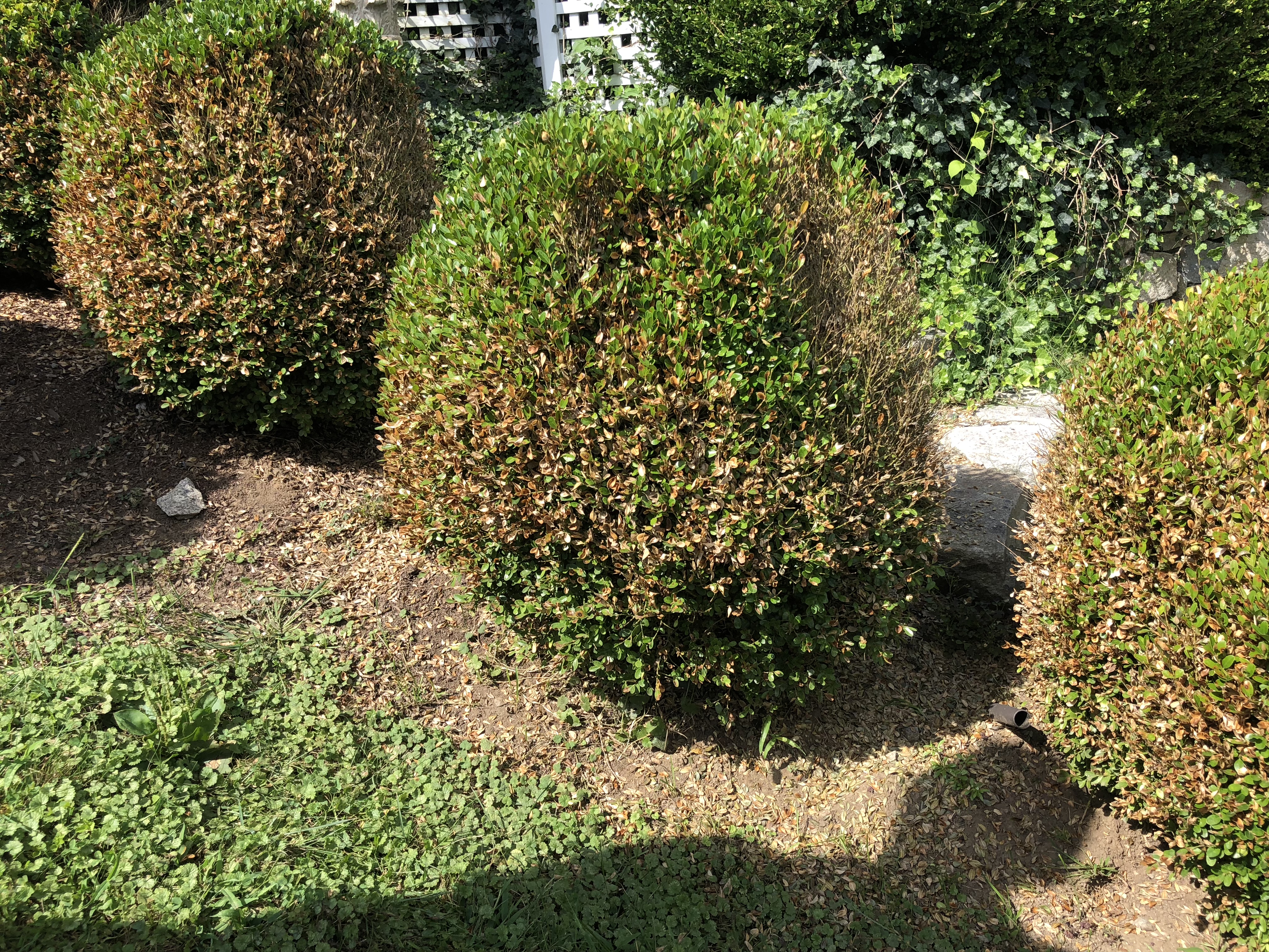 boxwood blight with sudden defoliation