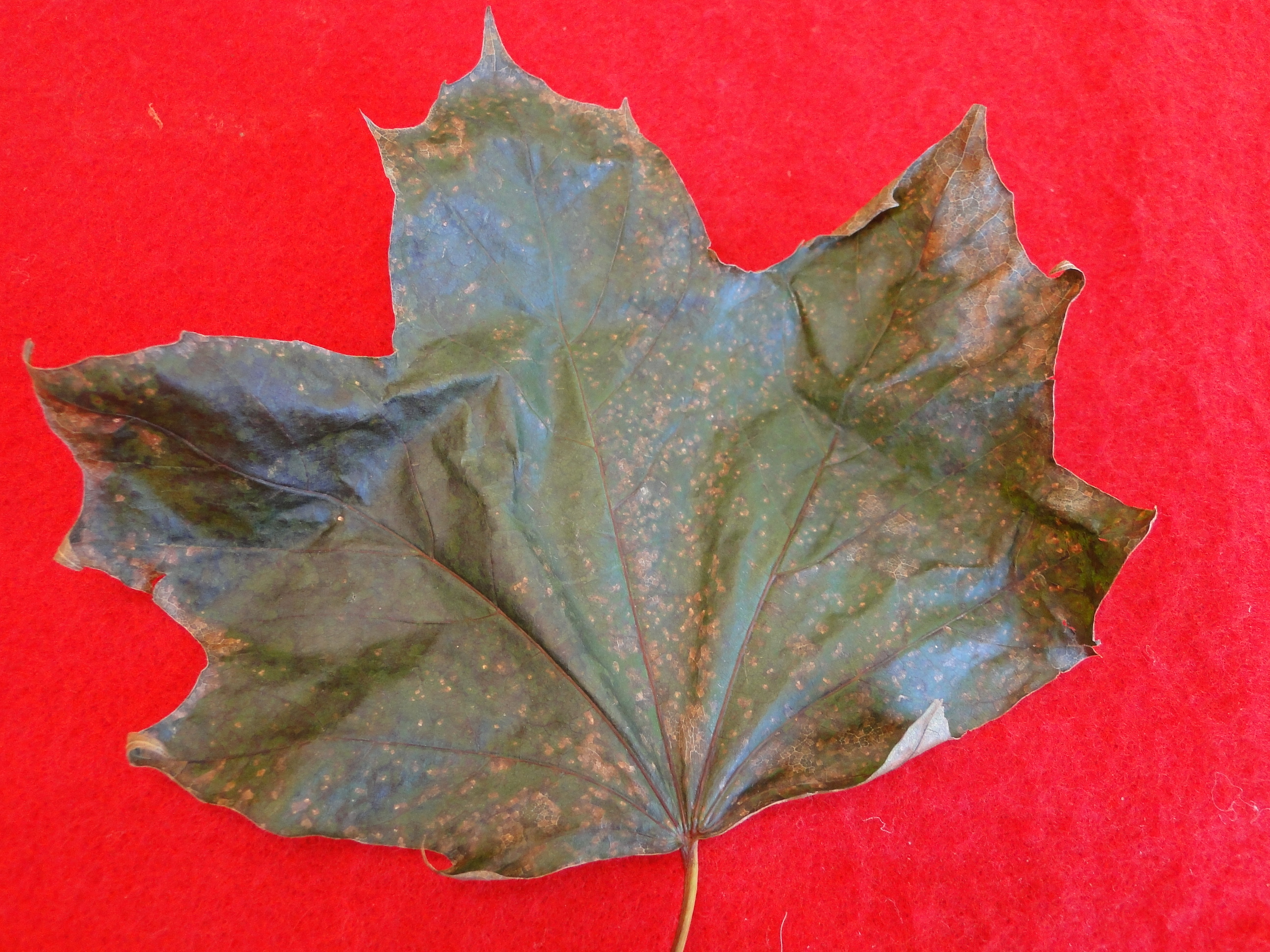 brown spots on a maple leaf infected with septorial leaf spot