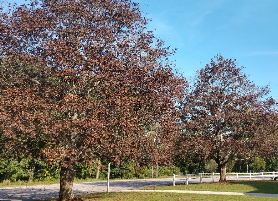 Browning of leaves of maple trees due to Septoria leaf spot in mid-summer