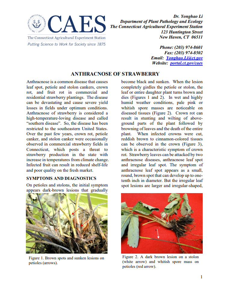 the first page of strawberry anthracnose fact sheet
