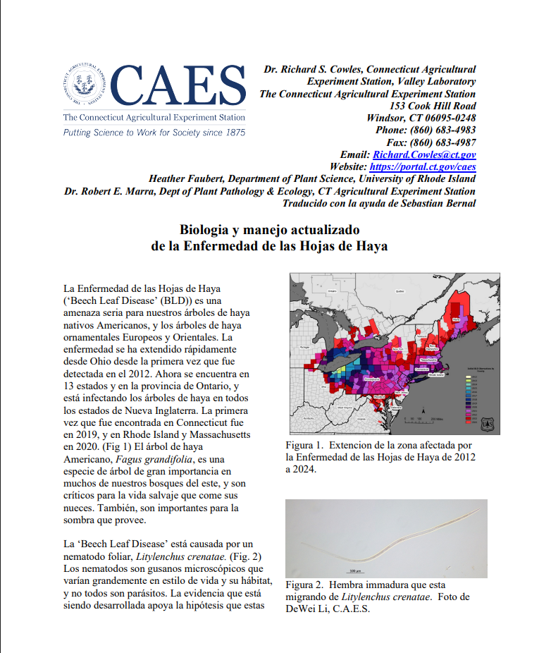 image of the first page of updated beech leaf disease biology and management fact sheet in Spanish