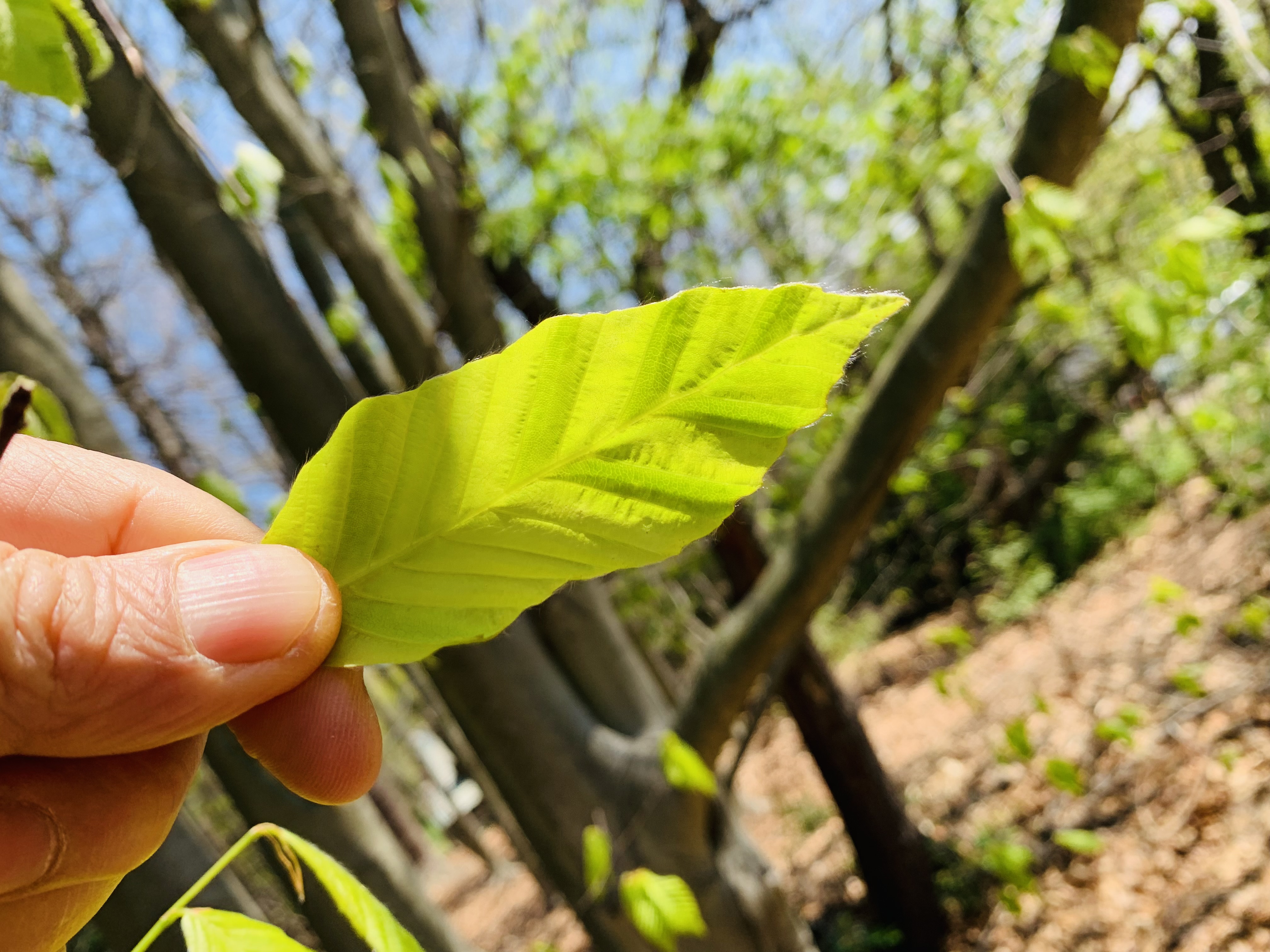 beech leaf disease with dark green bands on leaves