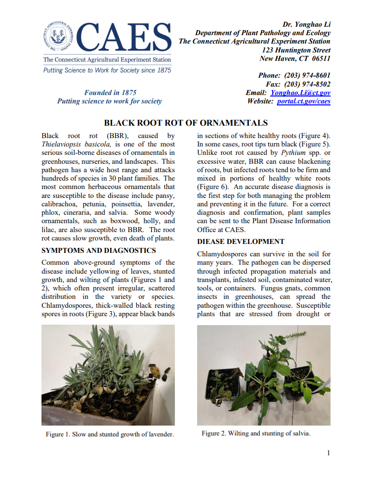 the first page of the fact sheet black root of ornamentals