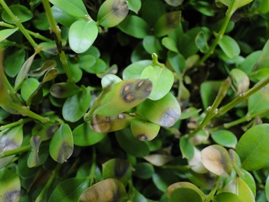 Dark leaf spots and zonate leaf lesions