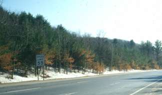 Browning of trees along a highway, which was caused by deicing salts