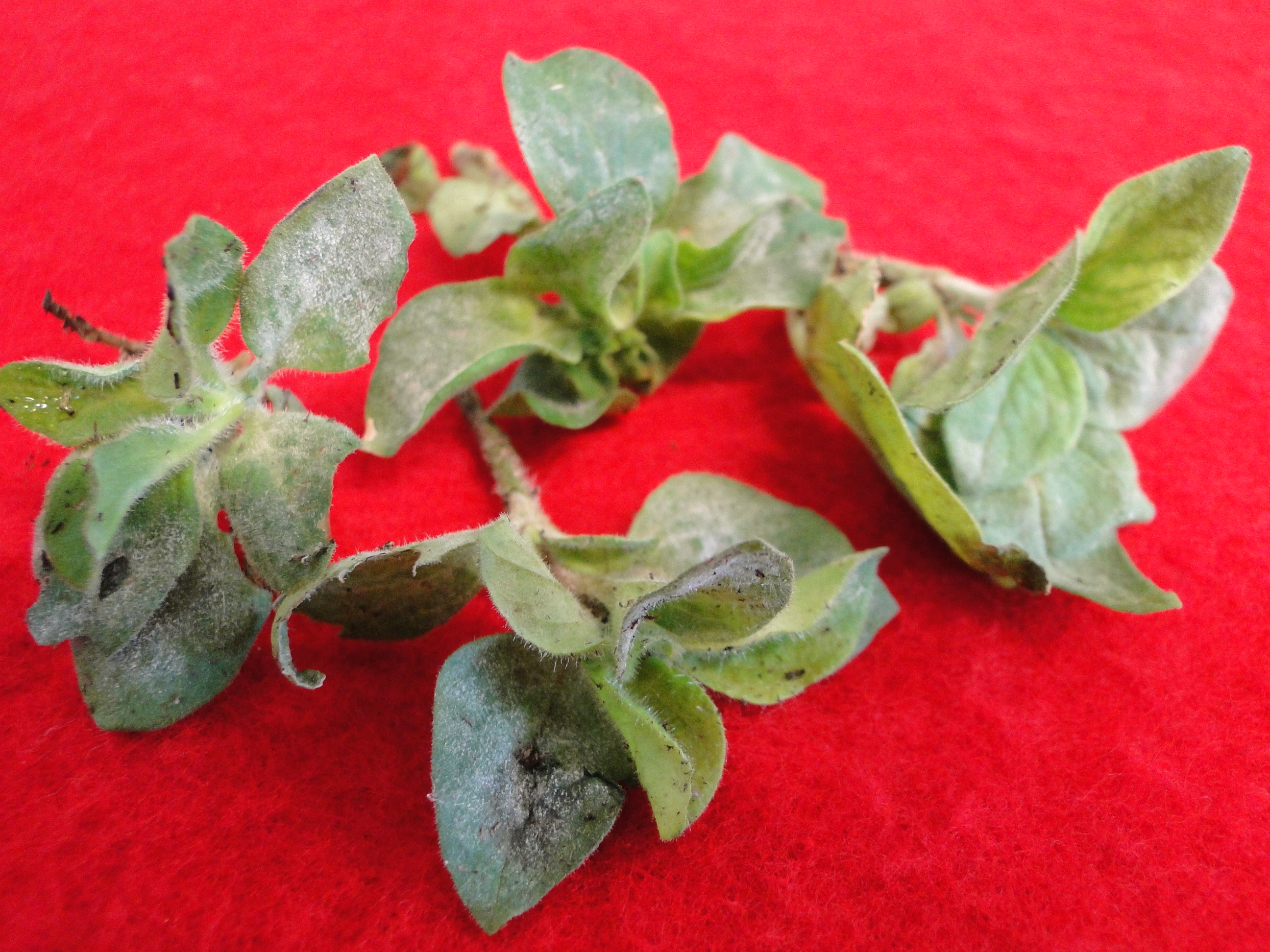 powdery mildew of petunia