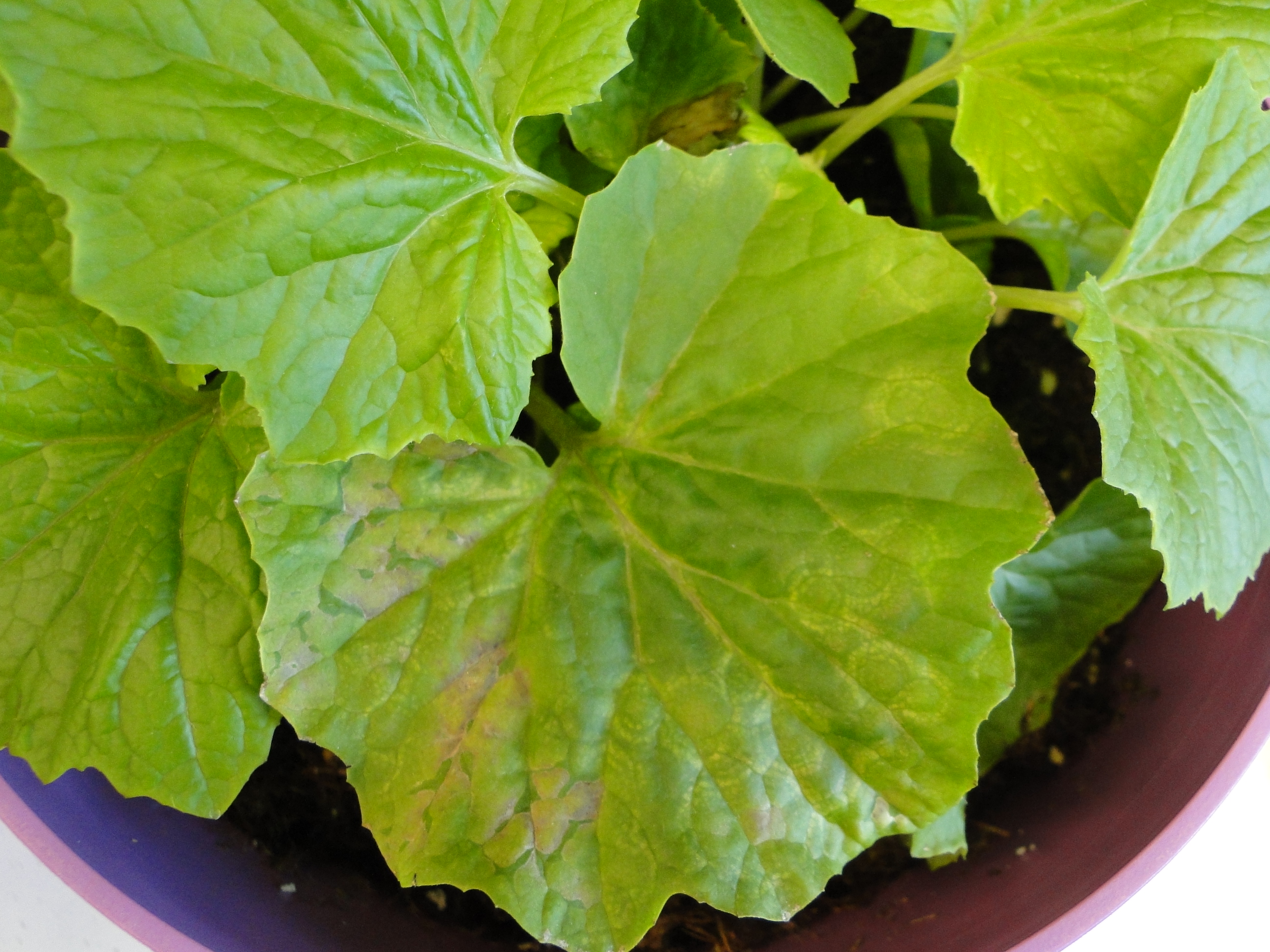 tomato spotted wilt virus on cineraria 