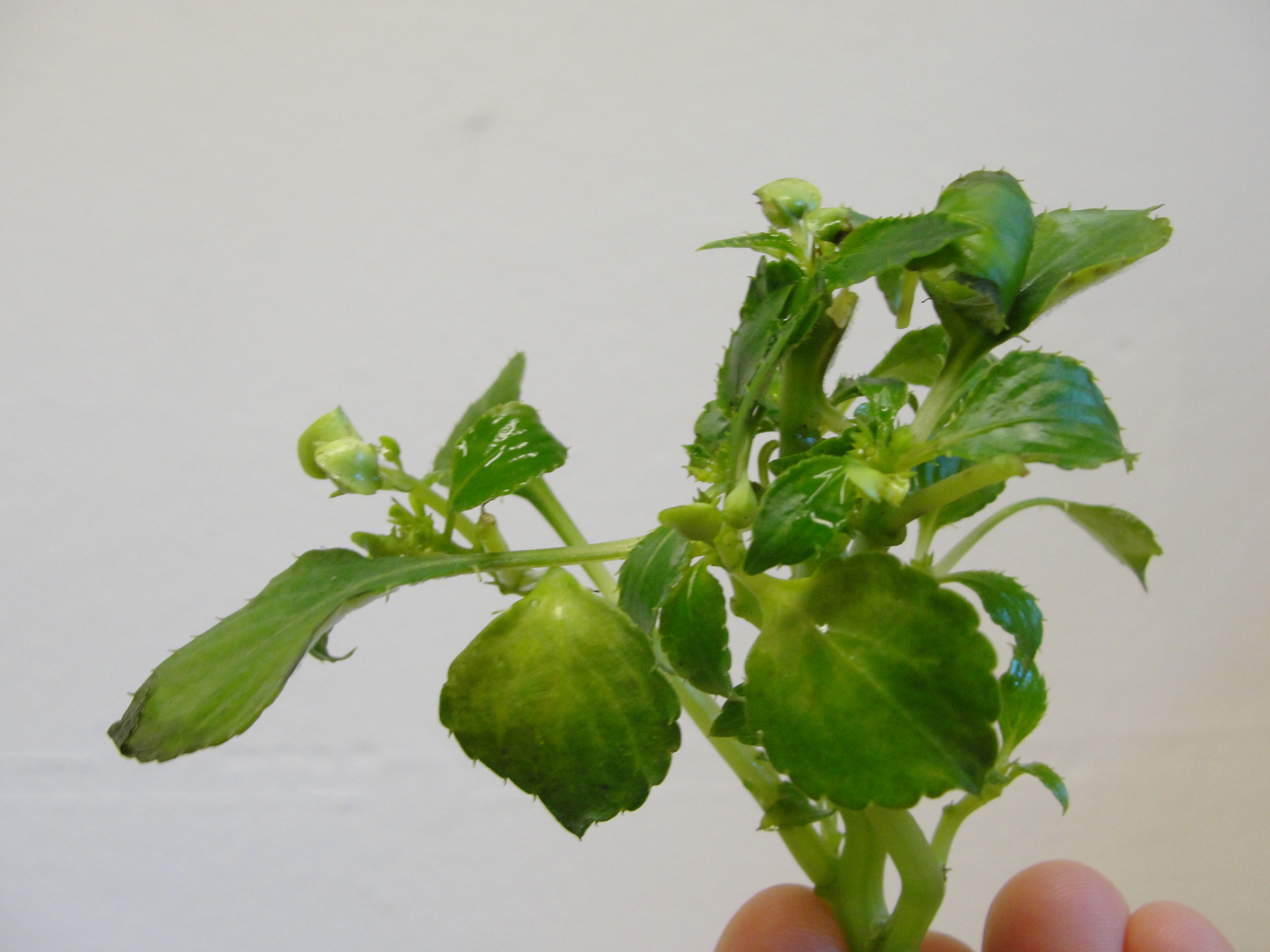 downy mildew of imapatiens with twisted leaves