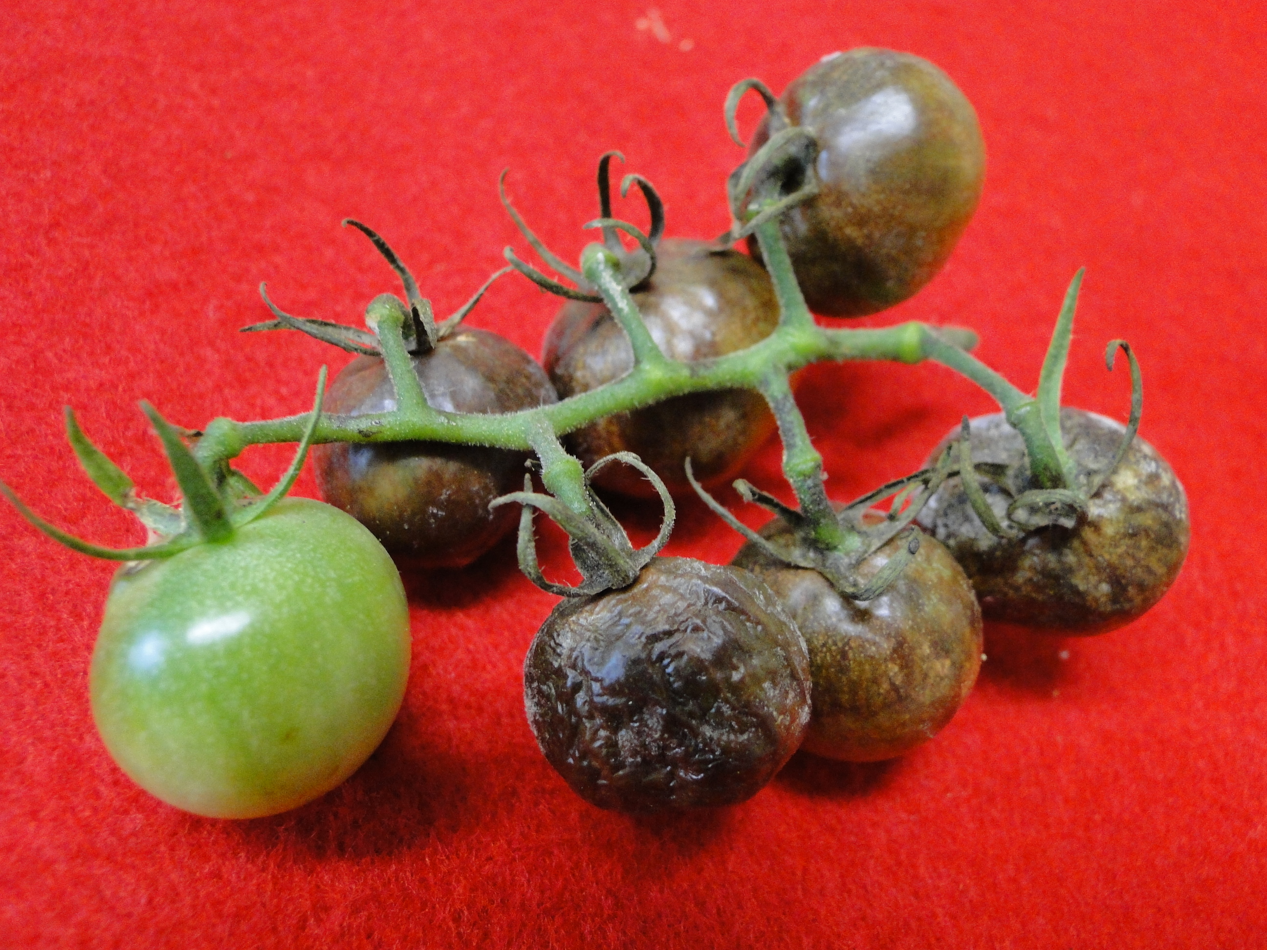 late blight of tomato with fruit rot