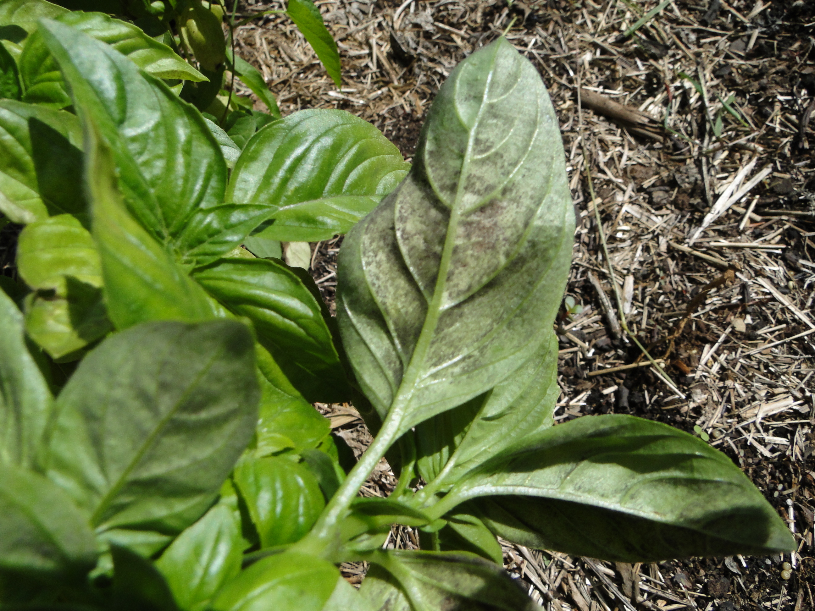 Basil downymidlew with black mold on the lower surface of basil leaves
