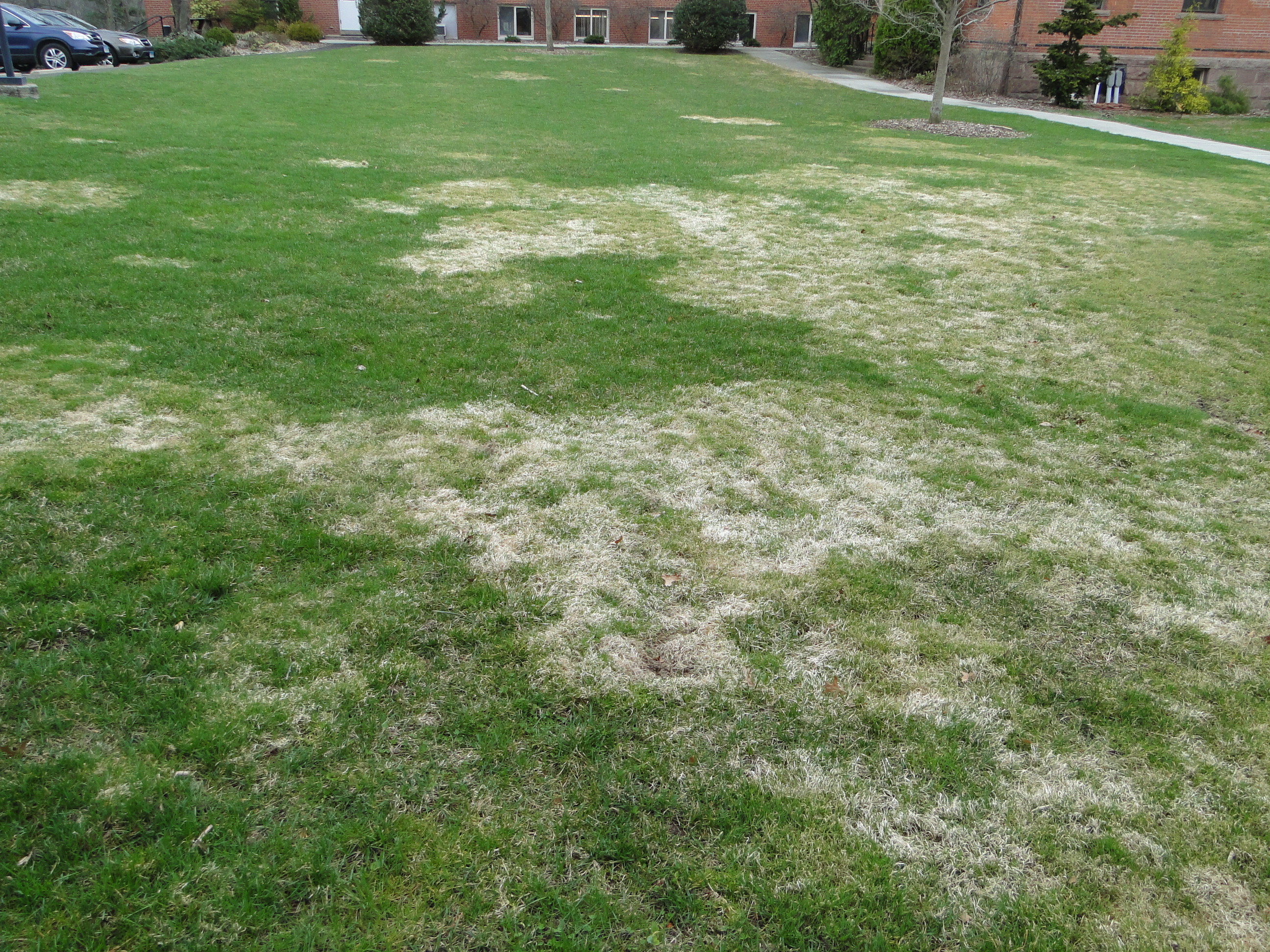 white and light brown patches damaged by snow mold in a lawn