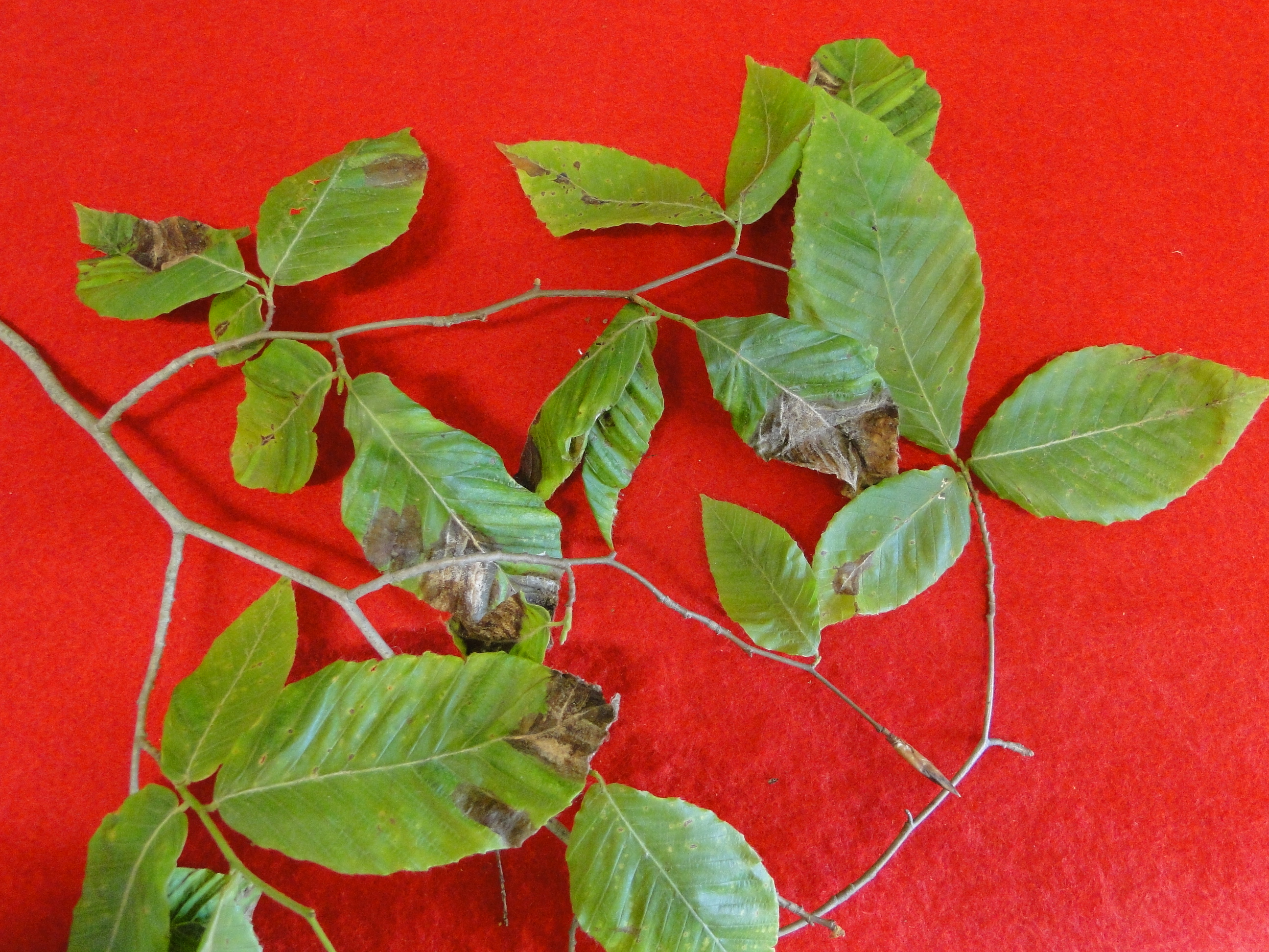 beech leaf disease with browning of leaves