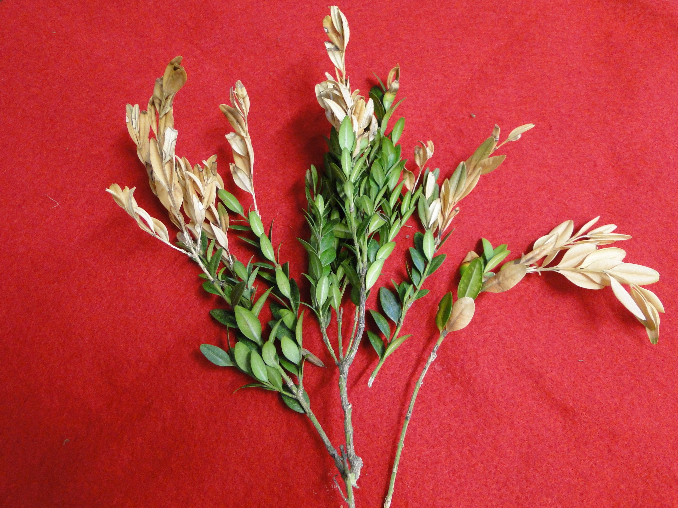 Tip diebacks on a branch of boxoowd