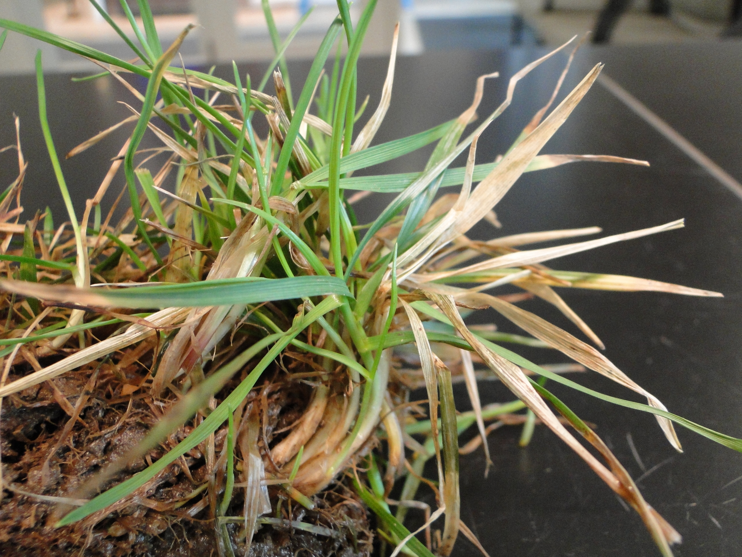 Browning of blades of turfgrasses infected with snow mold