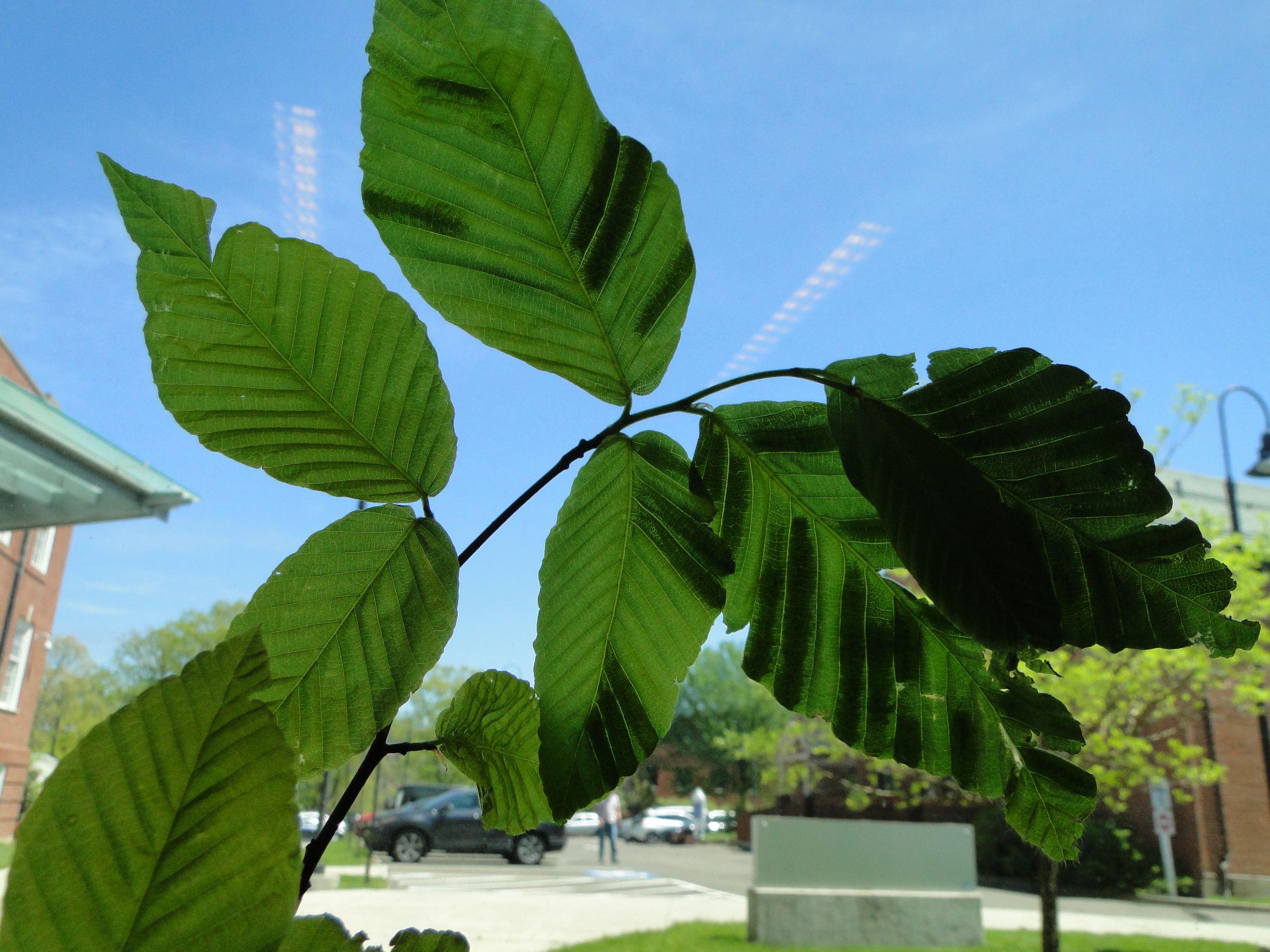 dark green bands on leaves infecte with beech leaf disease