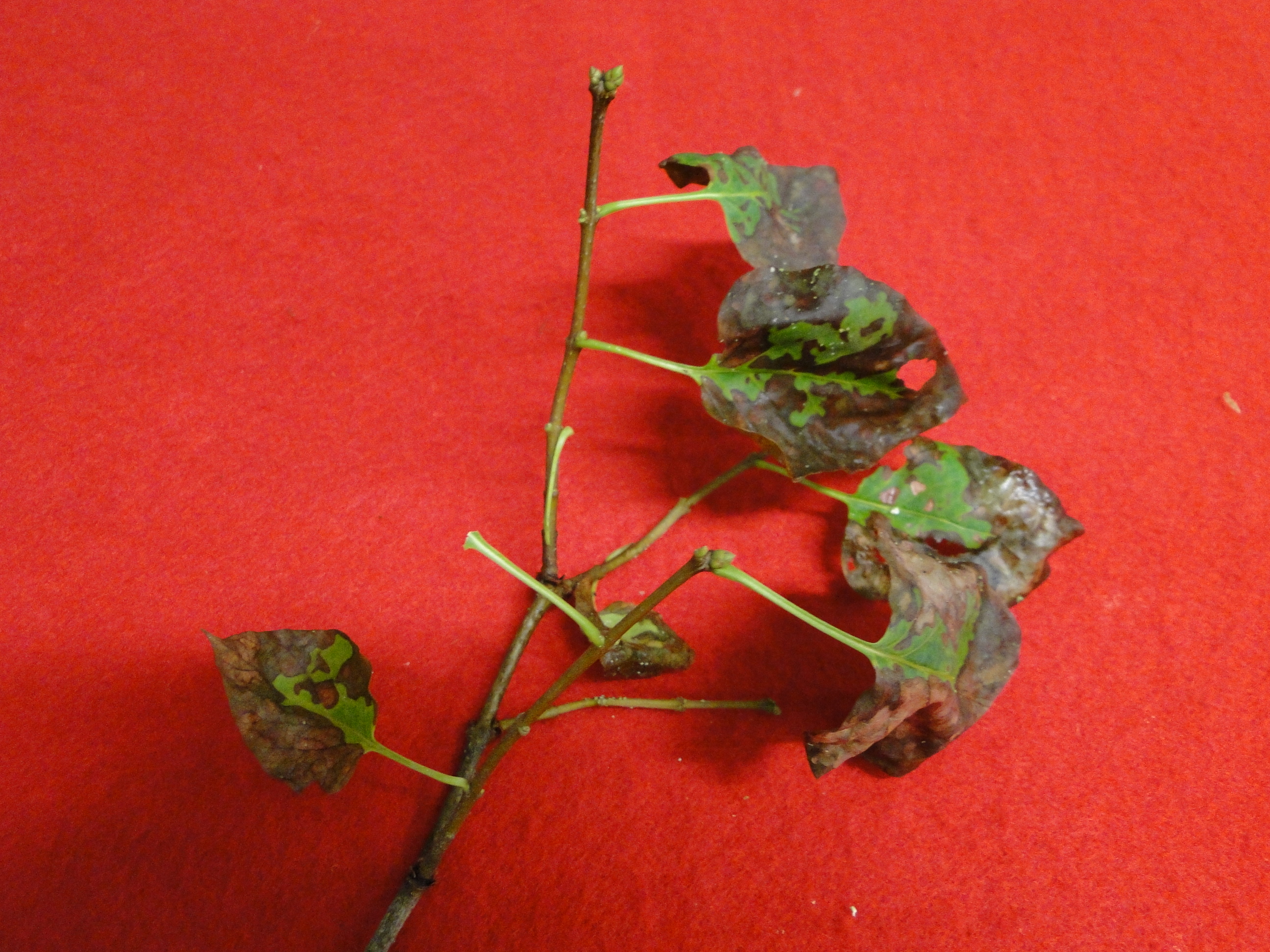 Septoria leaf spot of lilac with browning and drying of leaves