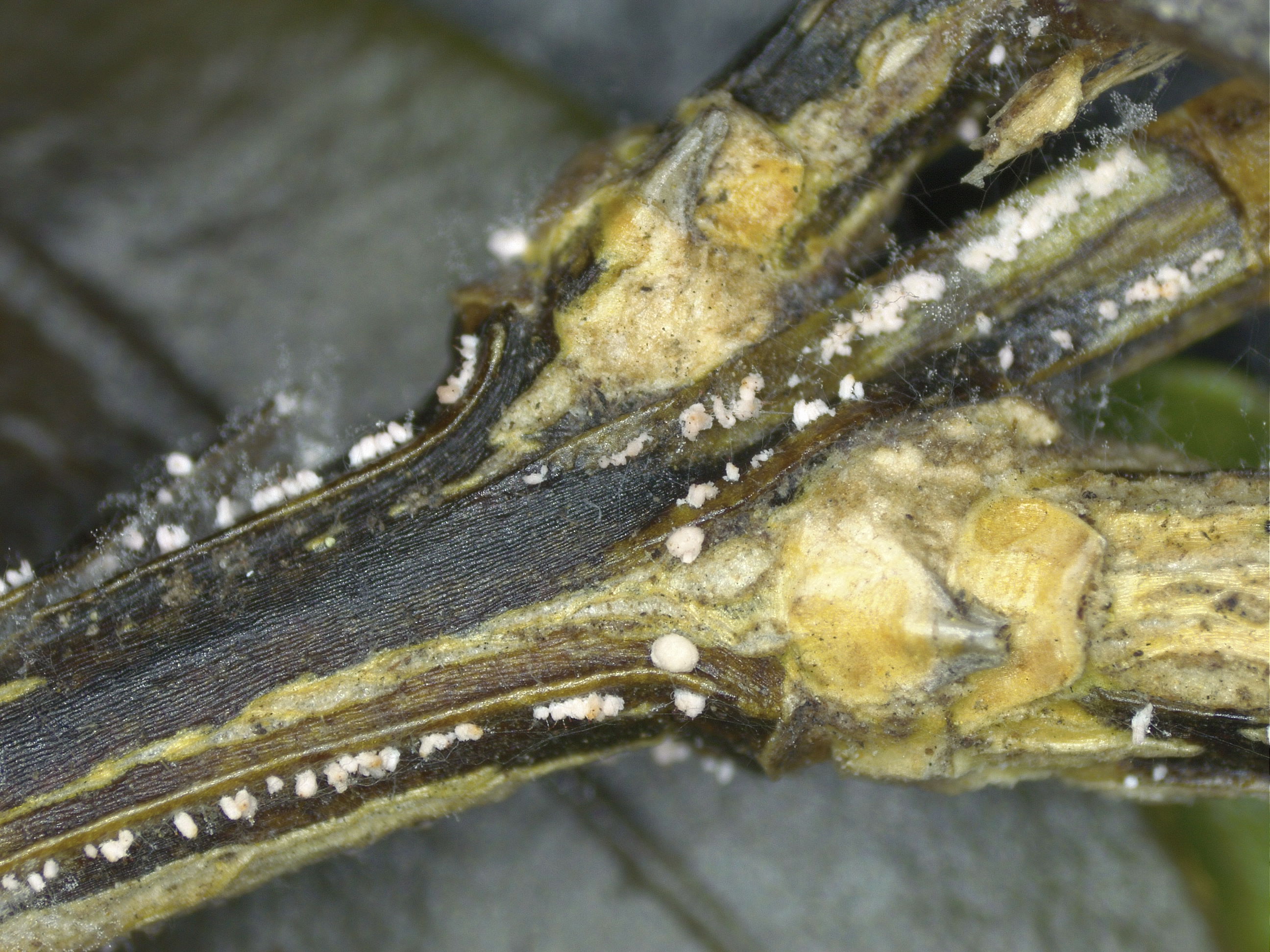 Blackening of stems and pink fungal growth on the boxwood  stem 