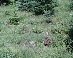 Browing and death of christmus trees in a farm due to drought stress