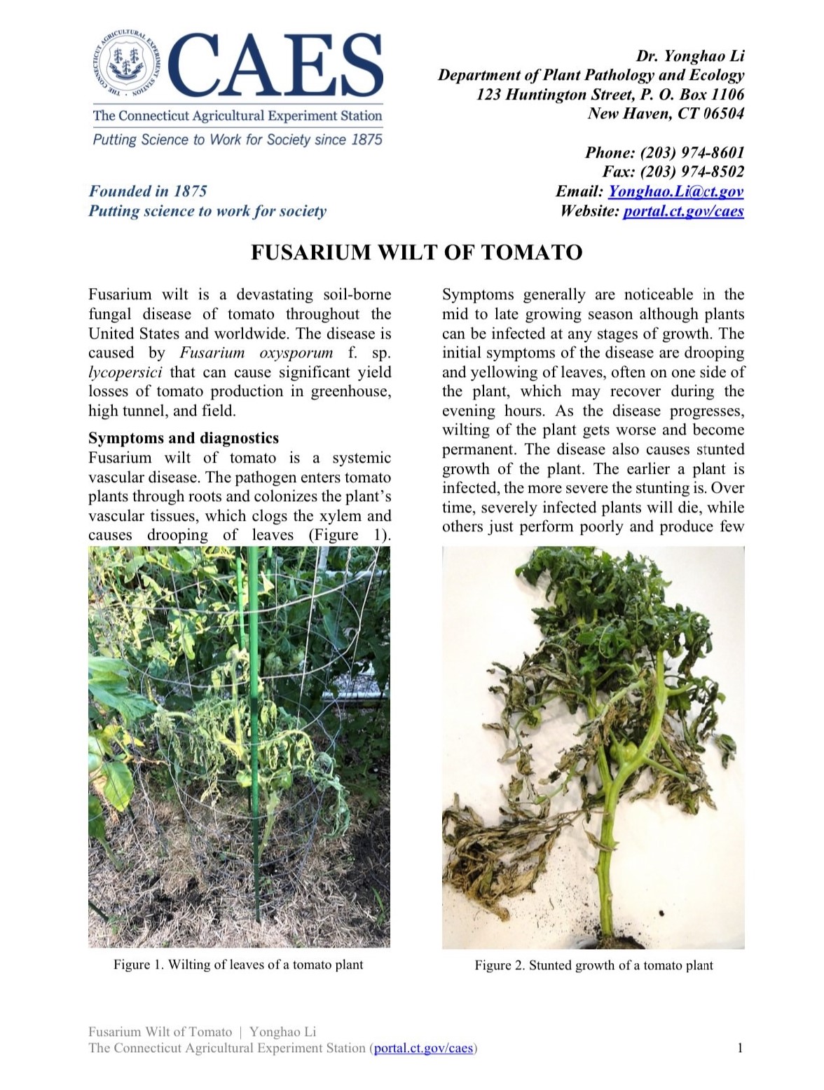 the first page of the fact sheet of Fusaium wilt of tomato