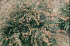 Winter injury on a hemlock tree with browning of needles