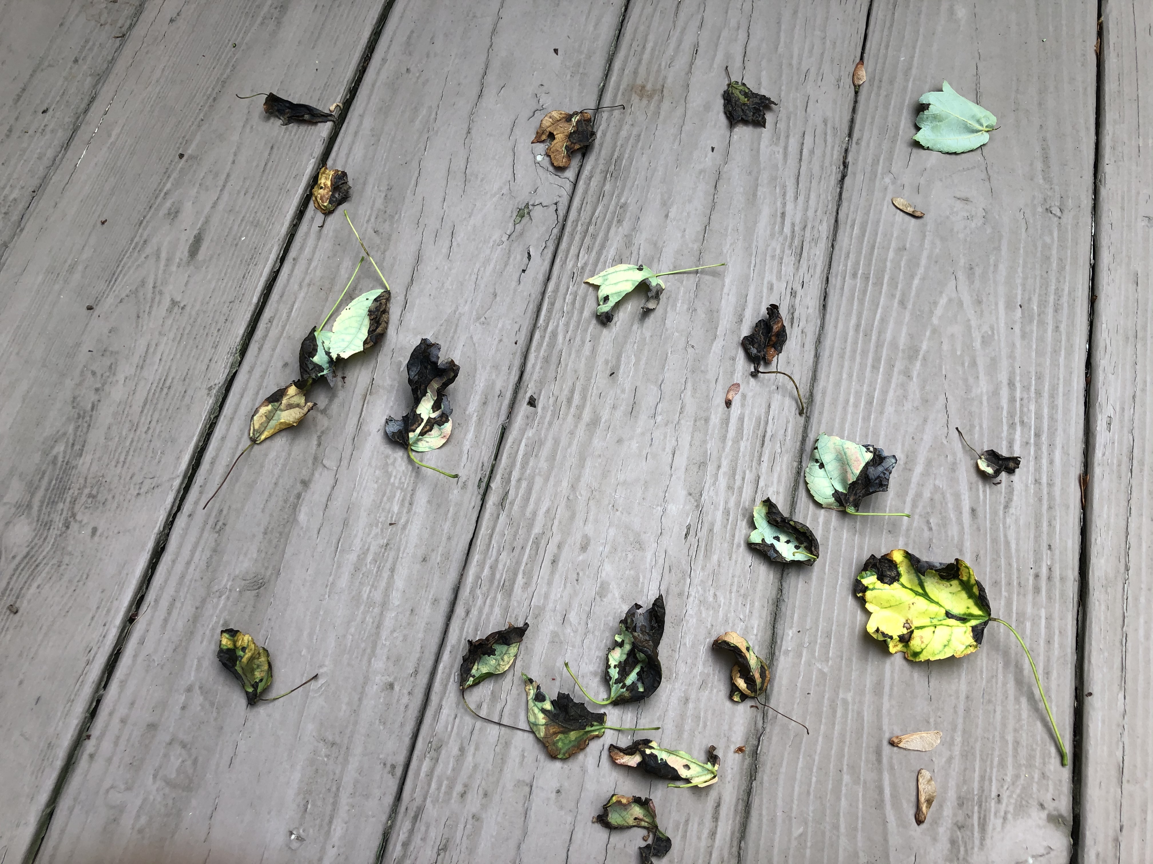 fallen maple leaves on a deck
