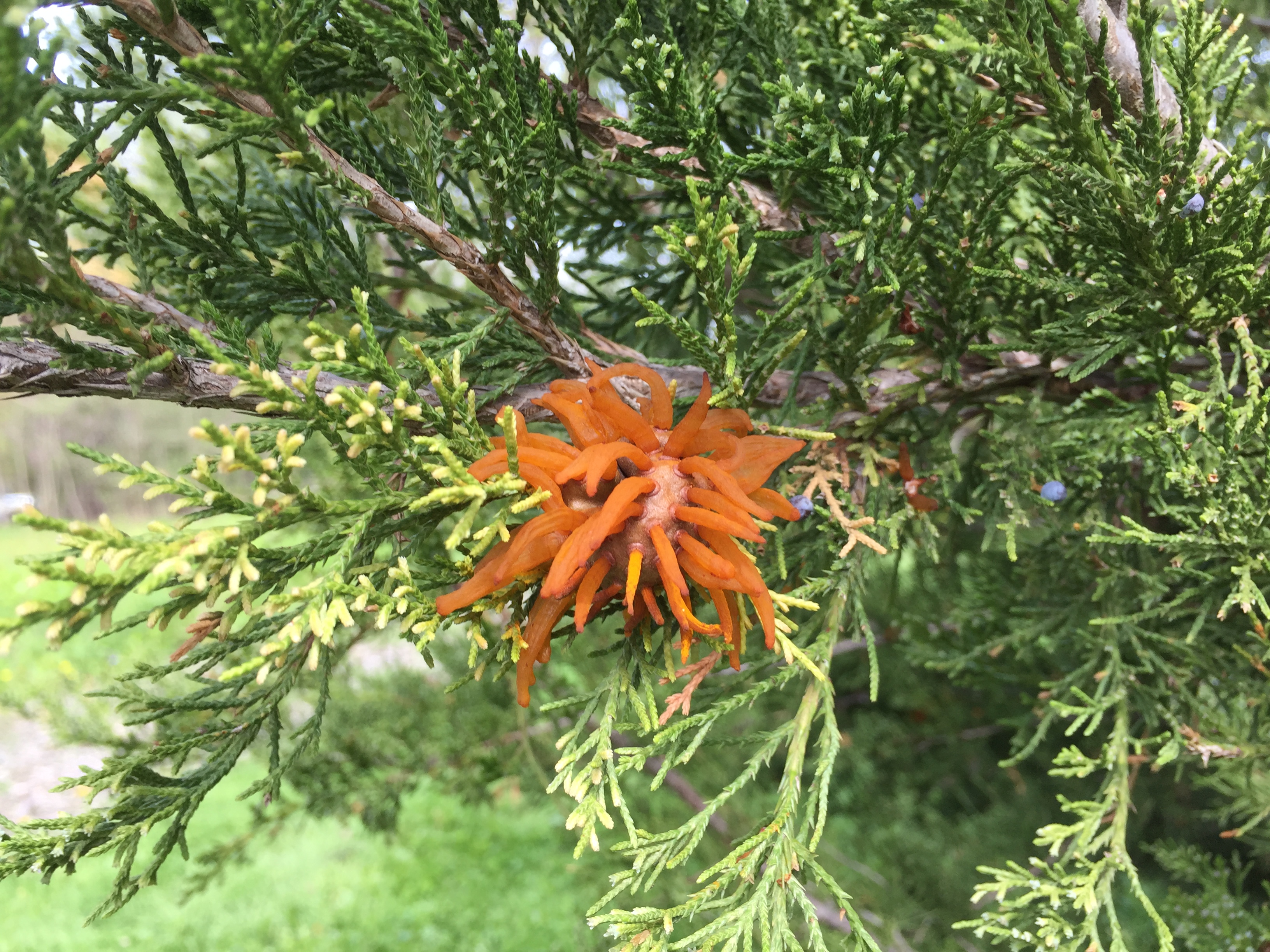 Orange fungal fruiting strucure on cedar tree