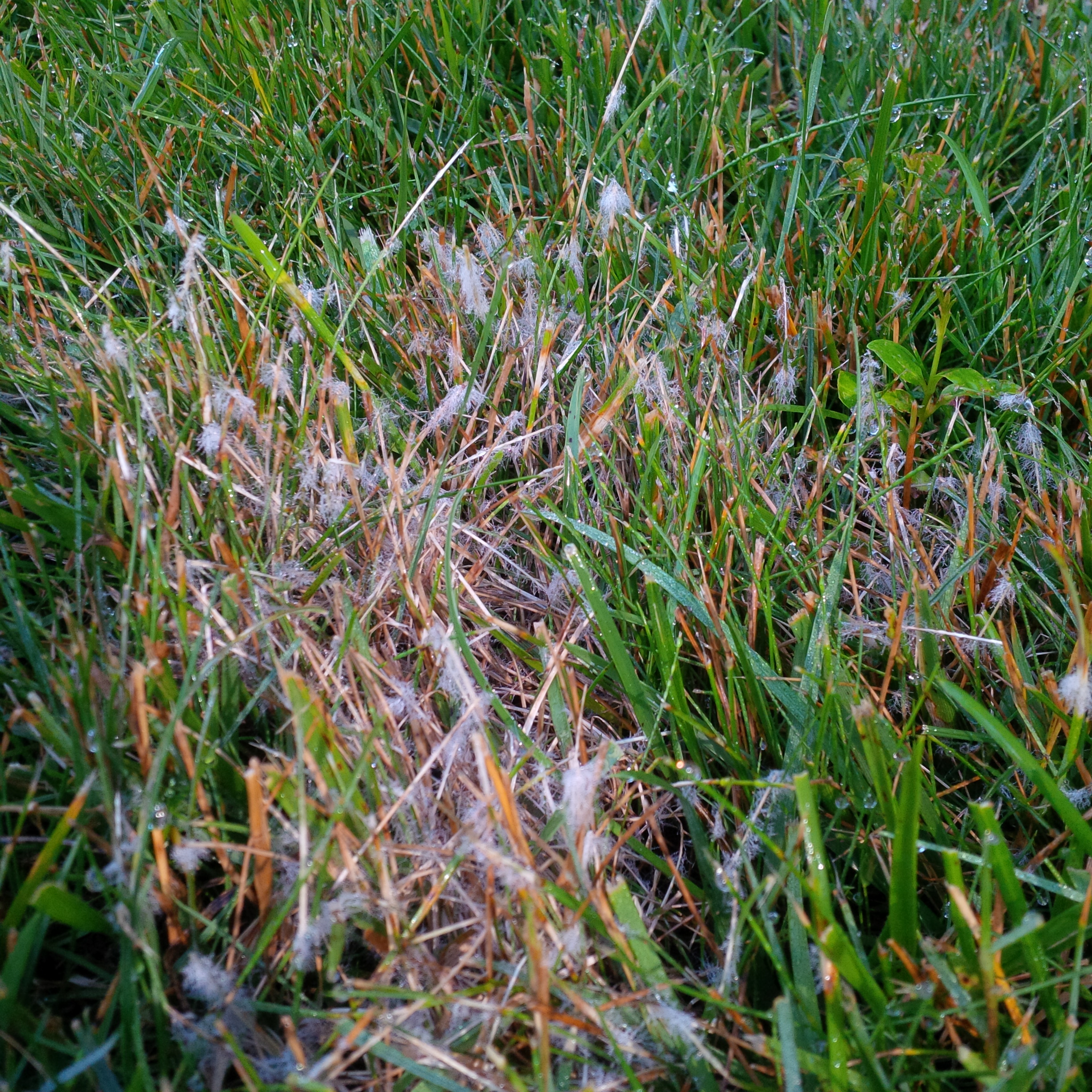 Dollar spot of turfgrass with white fungal growth on brown blades