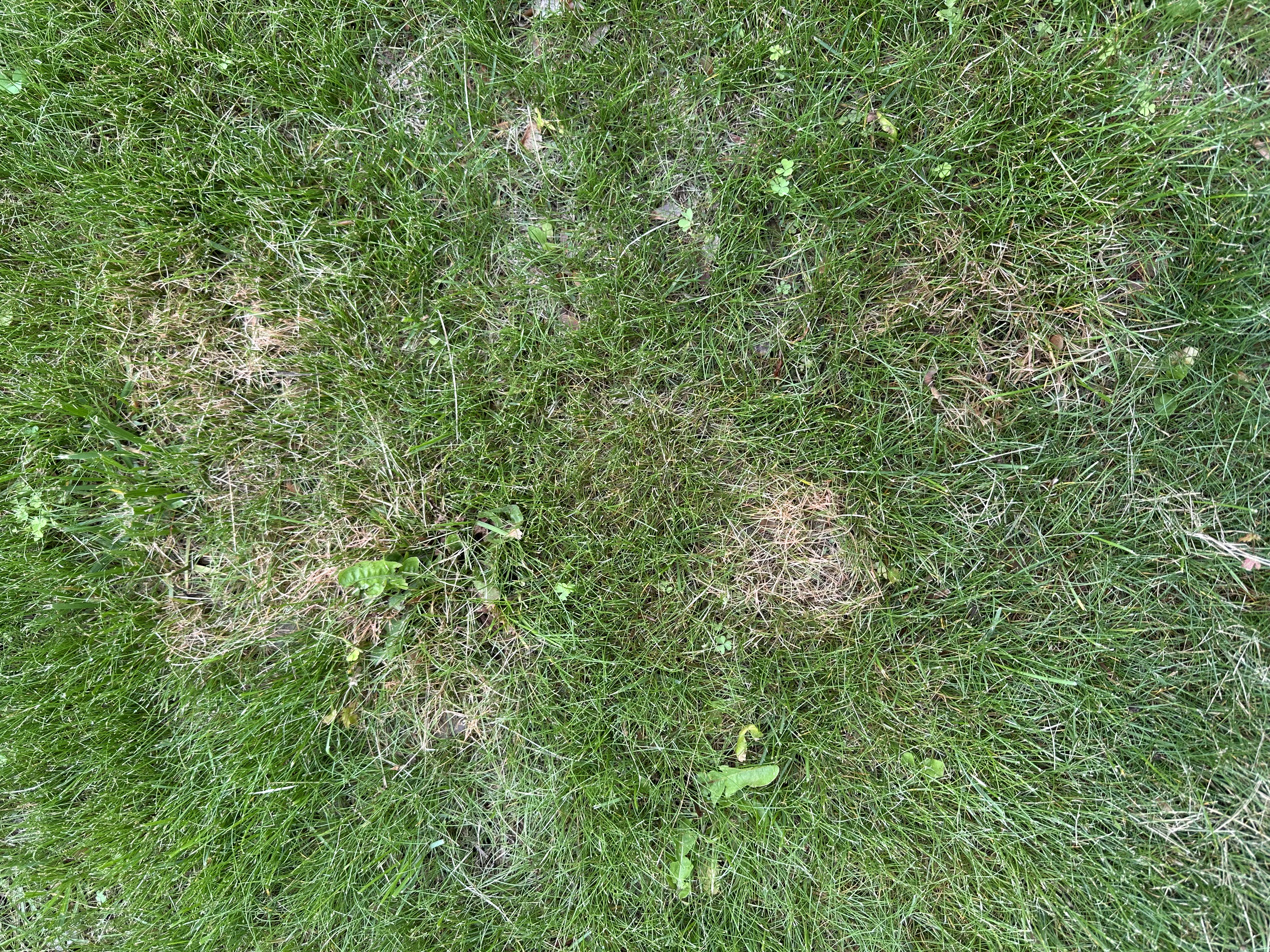 image of red thread disease with brown spots in a lawn