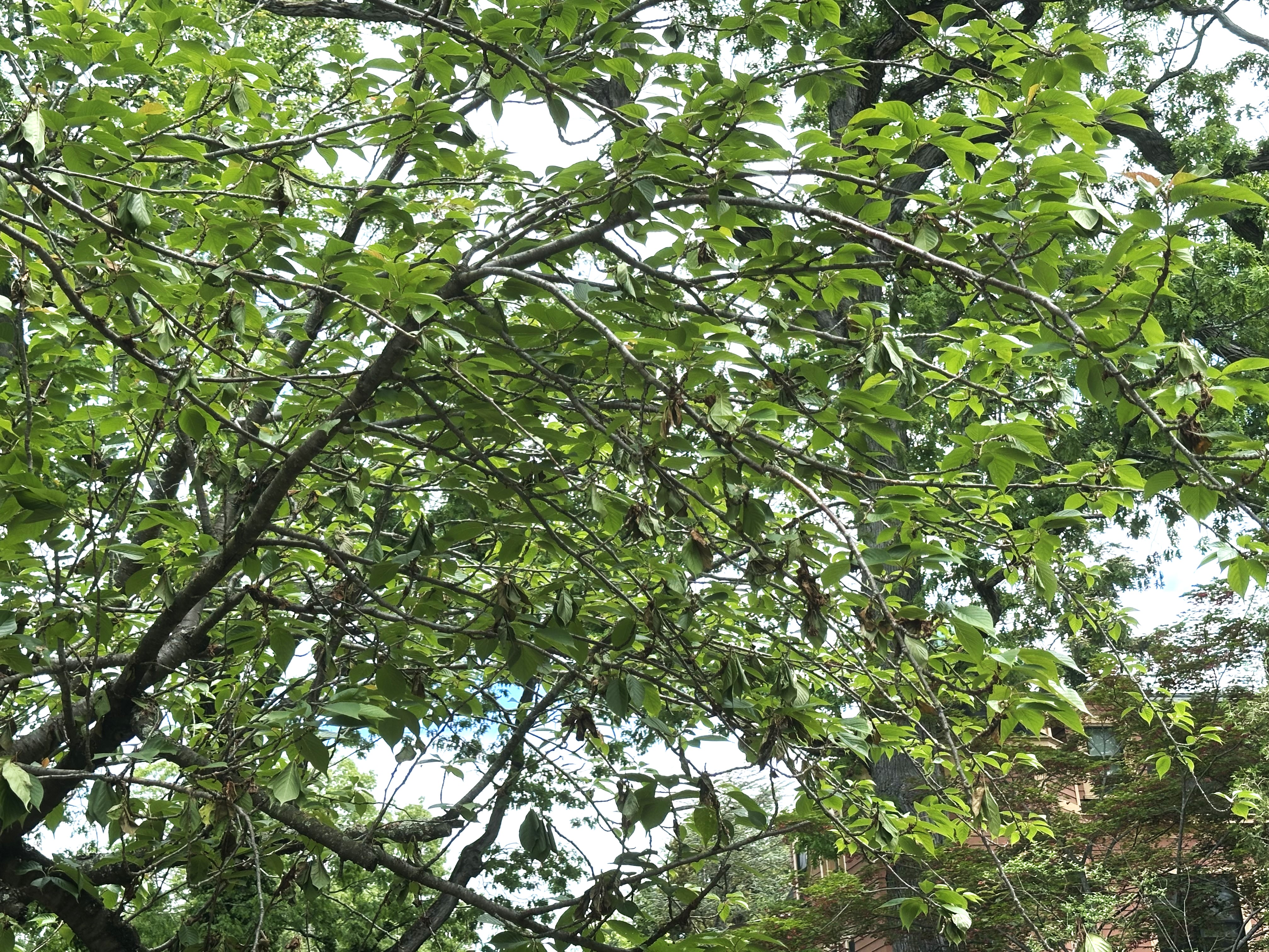 image of brown dead tiwgs hanging on a cherry tree that was infected by brown rot disease