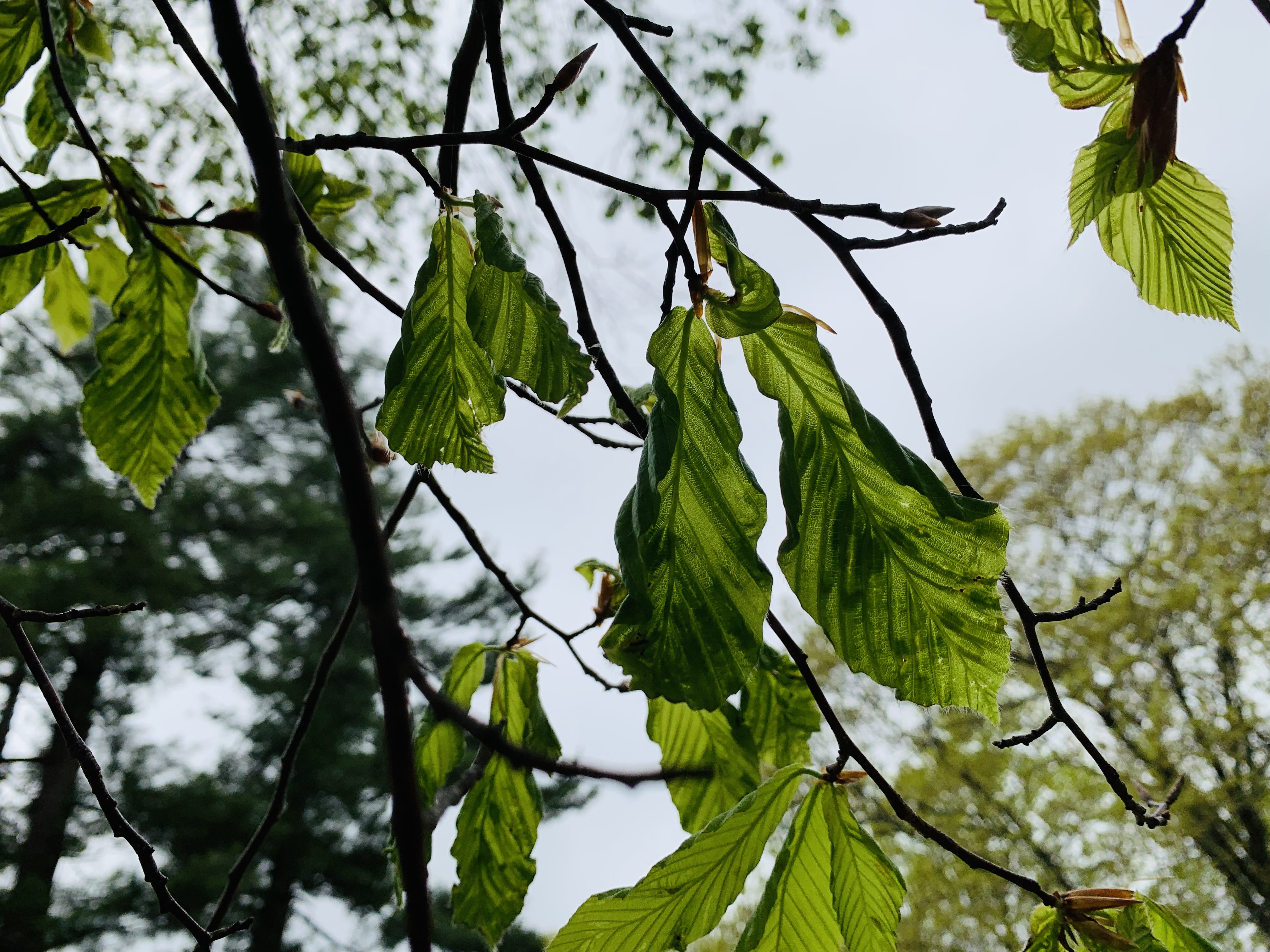 beech leaf disease with dark green bands on leaves