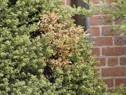 Browning of leaves in a section of a Japanese  holly bush