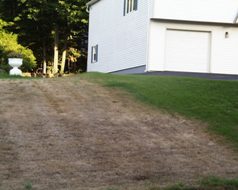 a part of a home lawn with browing of grasses due to drought stress