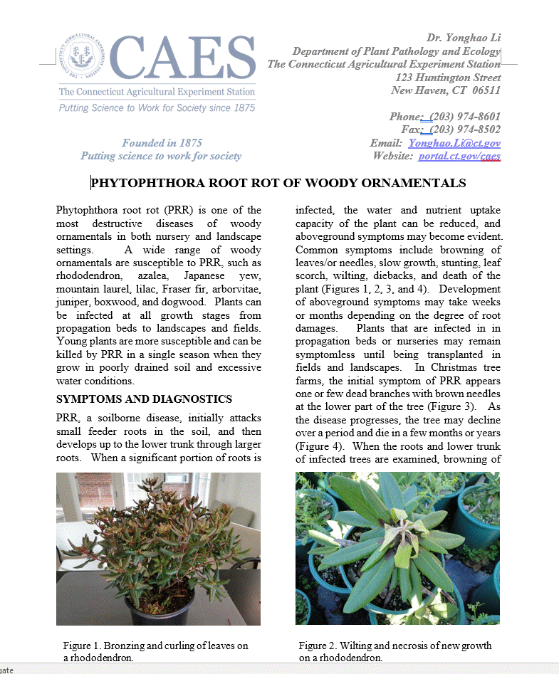 the first page of the fact sheet of Phytophthora root rot of woody ornamentals
