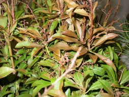 Bronzing of leaves on an andromeda bush