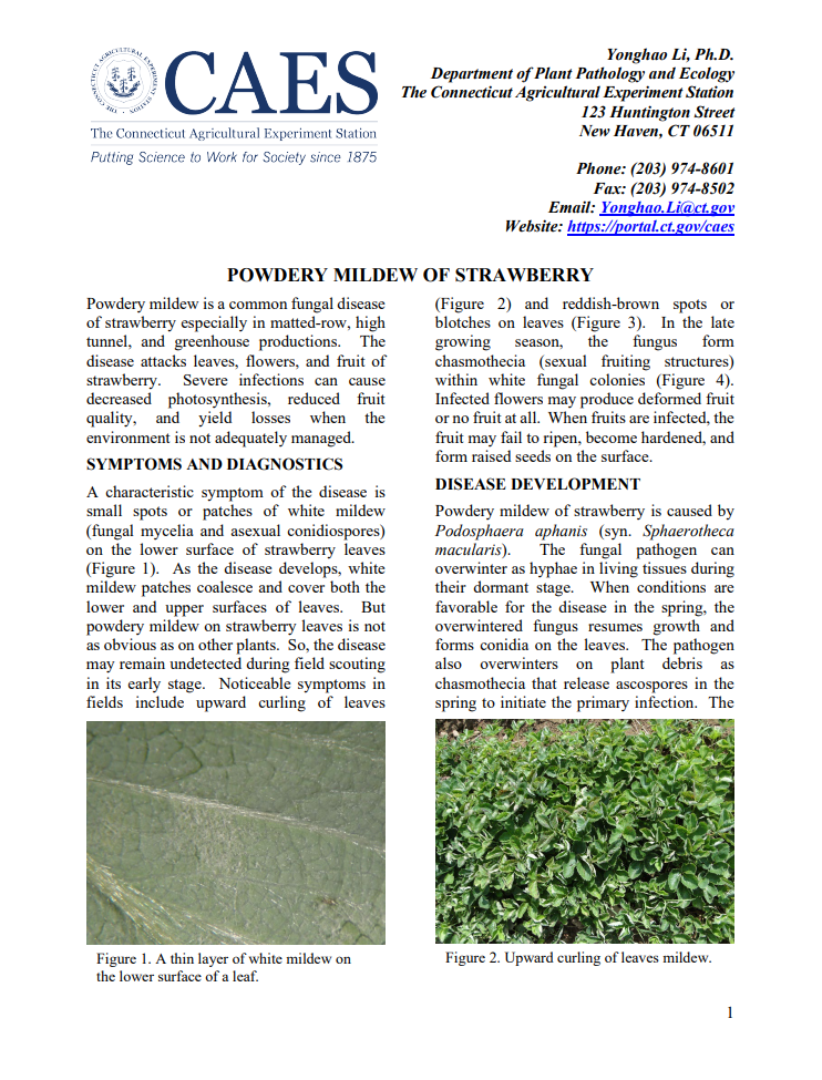 the first page of strawberry powdery mildew fact sheet