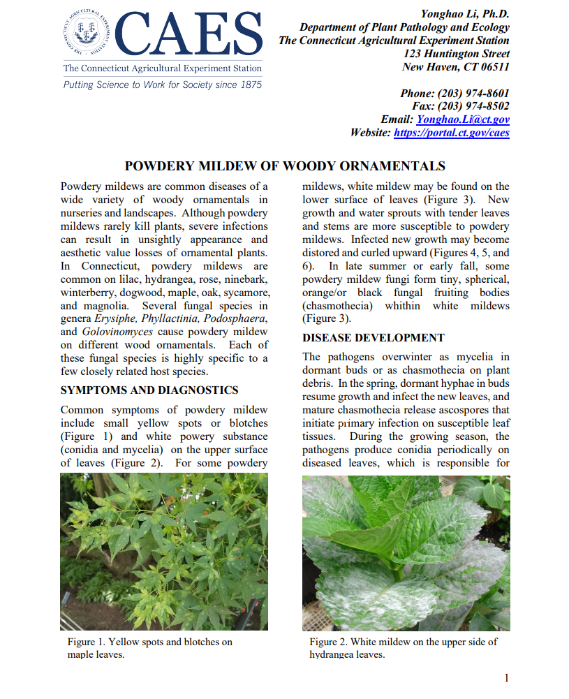 the first page of the fact sheet of hydrangea