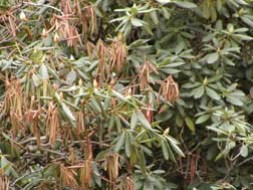 A part of rhododendron bush with diebacks and brown leaves