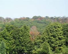 A forest showing declining of trees on the ridge due to drough conditons
