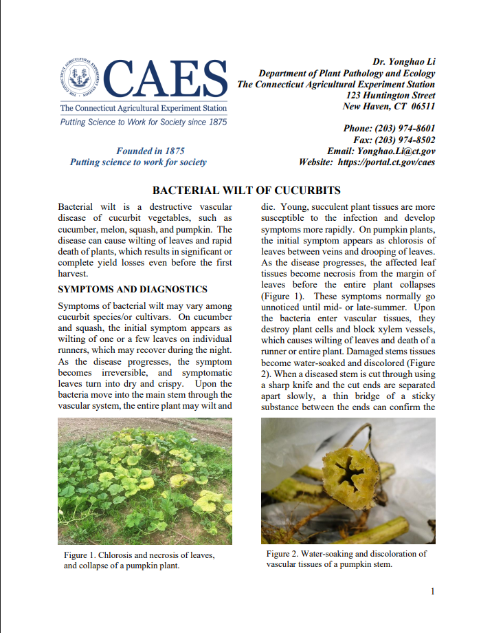 image of the first page of the bacterial wilt of cucurbits fact sheet