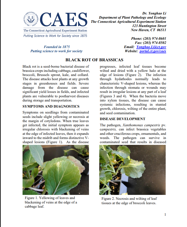 image of the first page of the black rot of brassicas fact sheet