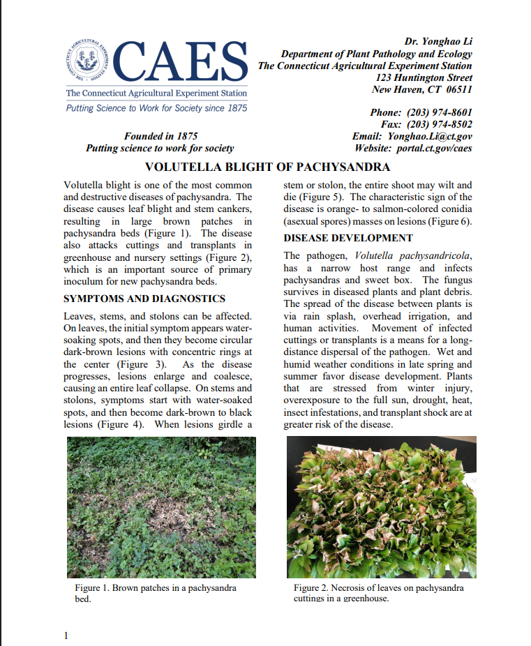 Image of the first page of the Volutella blight of pachysandra fact sheet
