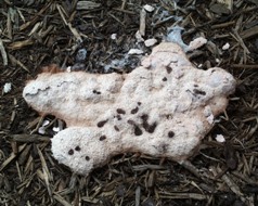 White slime mold on mulch