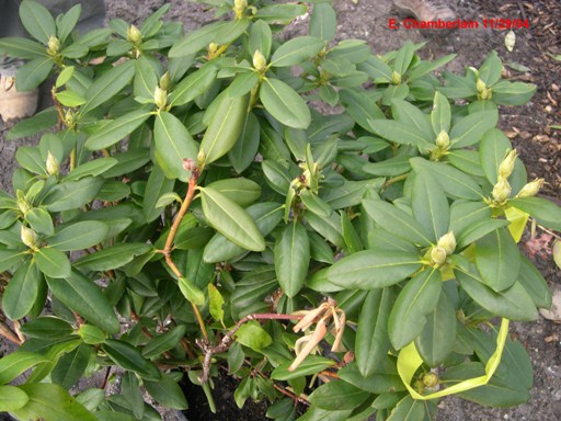 Diback and canker on a rhododendron bush