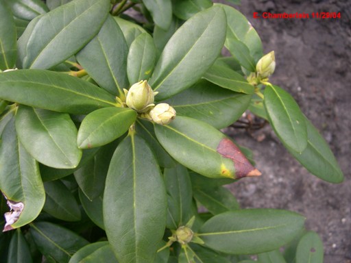 Brown necrosis at the tip of rhododendron leaves