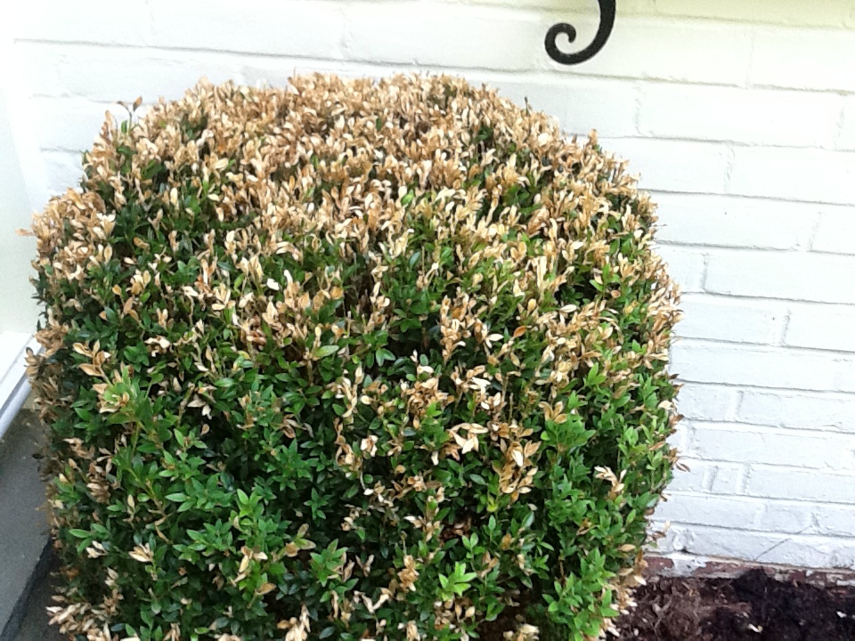 Browning of boxwood leaves infected with Volutella blight of boxwood